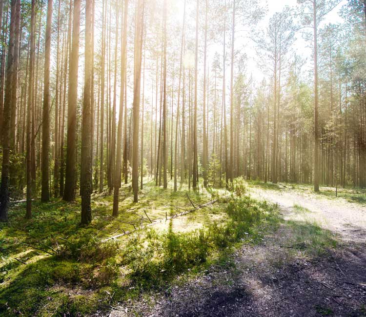 a serene forest setting used for mindfulness exercises near Raleigh, NC