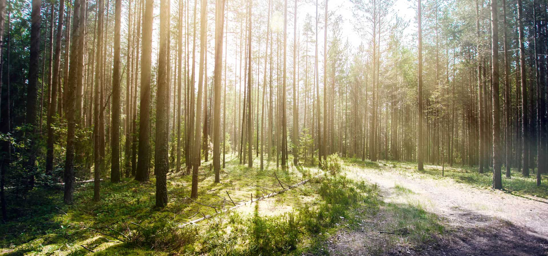 a serene forest setting used for mindfulness exercises near Raleigh, NC